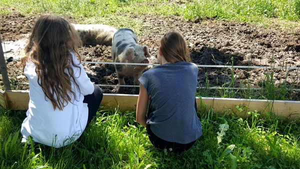 Tierkommunikation Kurse mit Verena Buhl